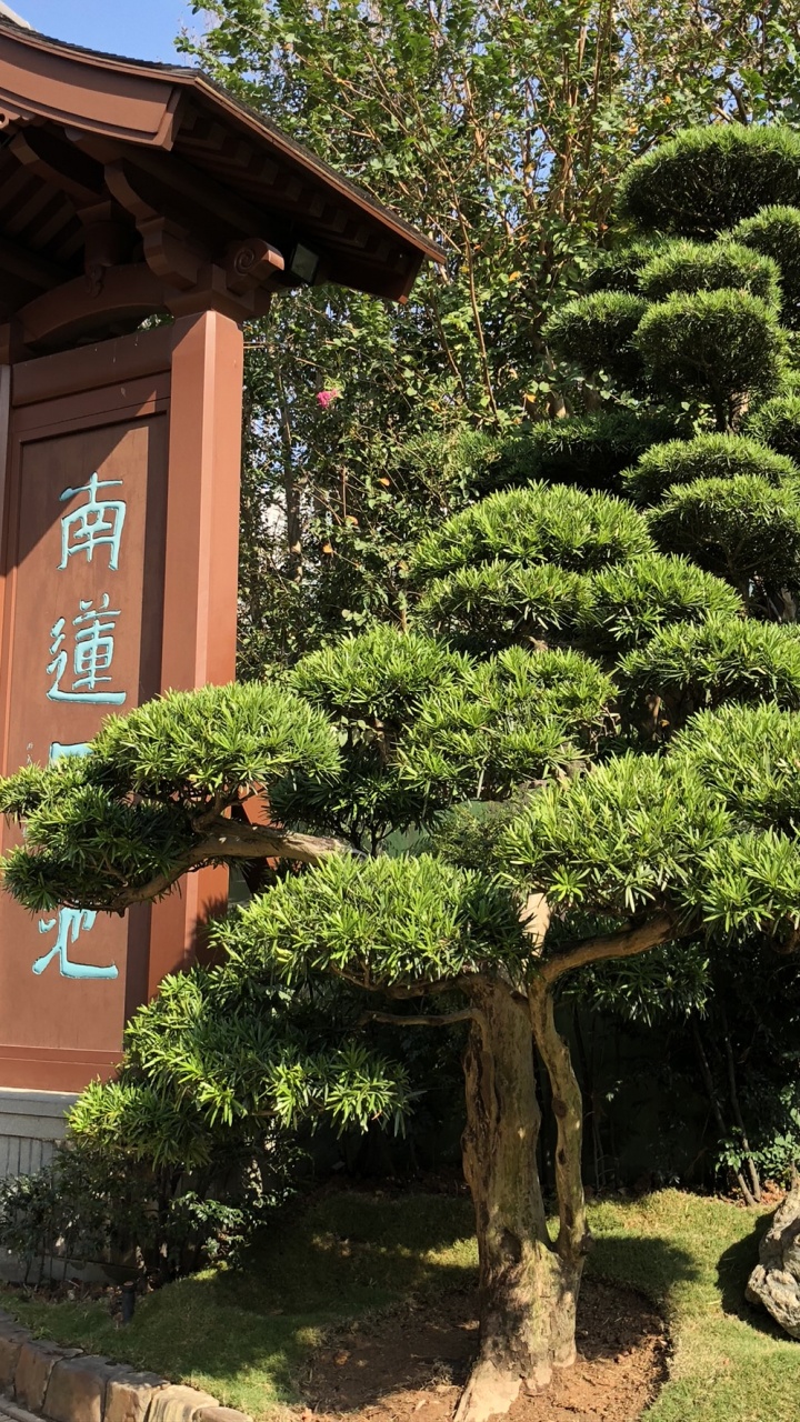 Обои Гонконг, дерево, растение, сад, вечнозеленое растение в разрешении 720x1280