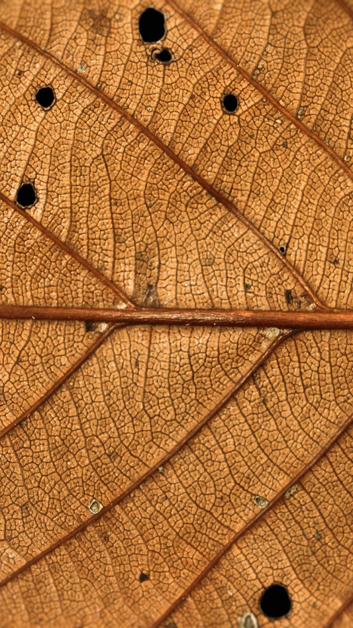 Обои свет, лист, древесина, линия, дерево в разрешении 720x1280