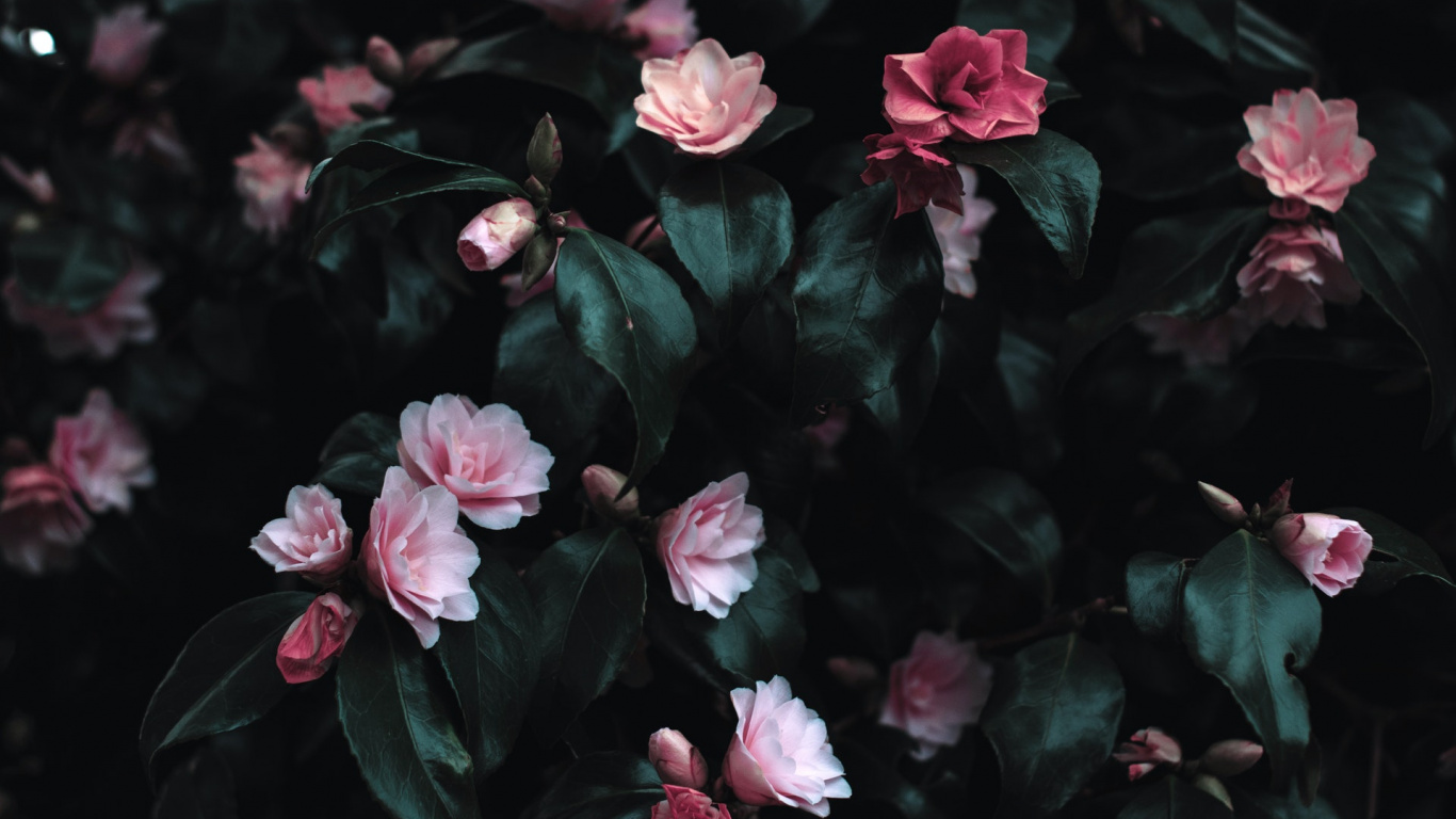 Обои розовые цветы, цветковое растение, цветок, Роза, сад роз в разрешении 1366x768