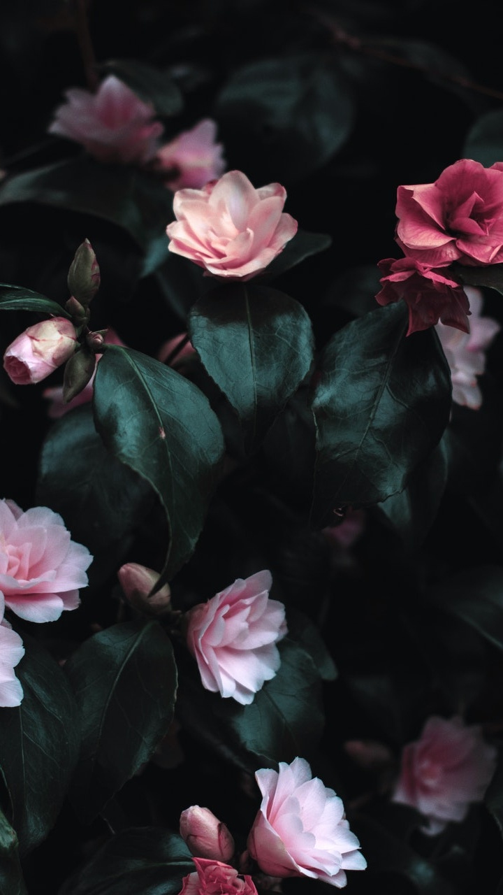 Обои розовые цветы, цветковое растение, цветок, Роза, сад роз в разрешении 720x1280