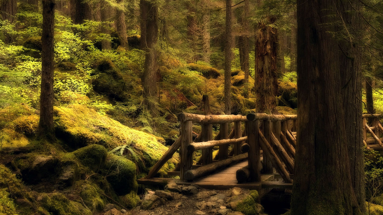 Обои природа, лес, лесистая местность, дерево, природный заповедник в разрешении 1280x720