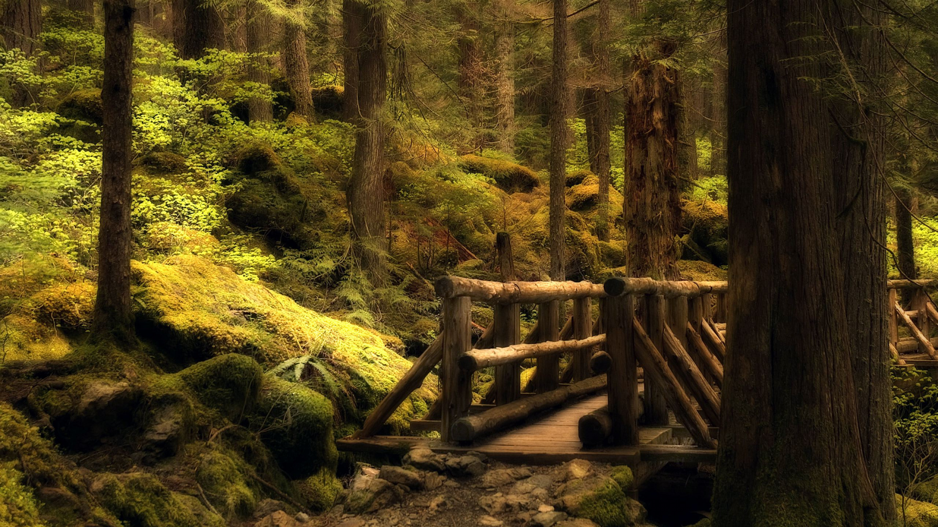 Обои природа, лес, лесистая местность, дерево, природный заповедник в разрешении 1920x1080