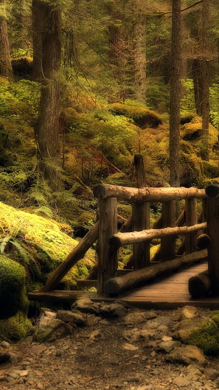 Обои природа, лес, лесистая местность, дерево, природный заповедник в разрешении 720x1280