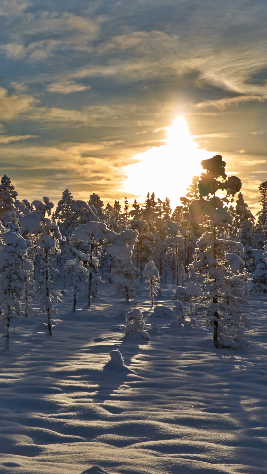Обои снег, зима, дерево, замораживание, тундра в разрешении 1080x1920
