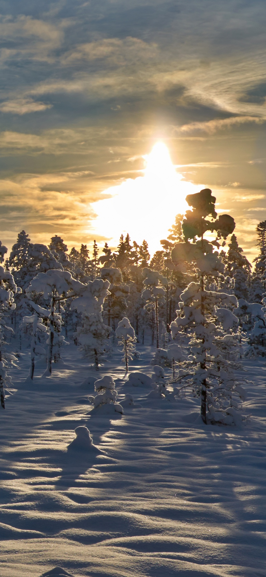 Обои снег, зима, дерево, замораживание, тундра в разрешении 1125x2436