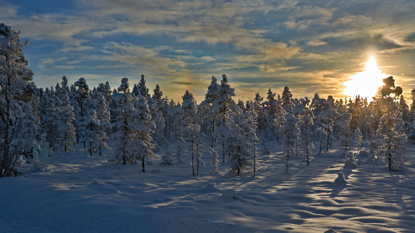 Обои снег, зима, дерево, замораживание, тундра в разрешении 1366x768