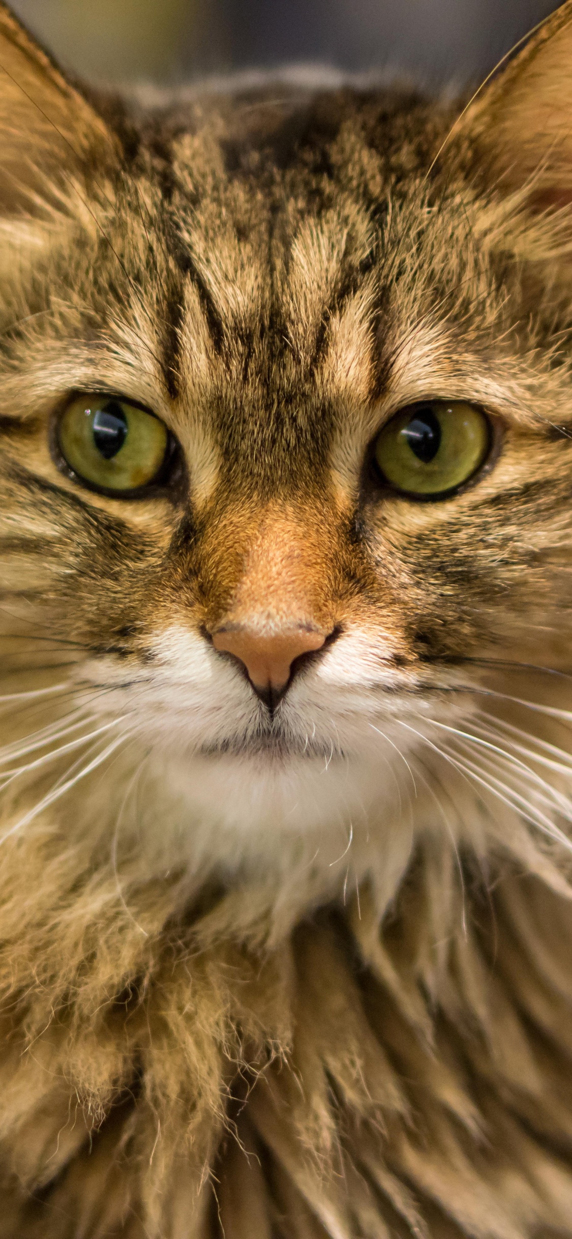 Обои 6000 х 4000, норвежский лесной кот, мейн кун, Дикая кошка, пес в разрешении 1125x2436