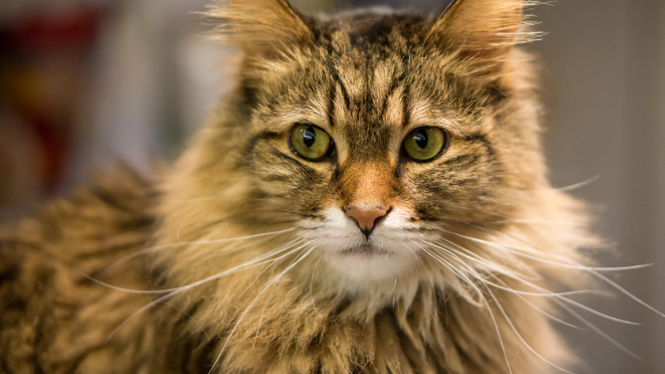 Обои 6000 х 4000, норвежский лесной кот, мейн кун, Дикая кошка, пес в разрешении 1366x768