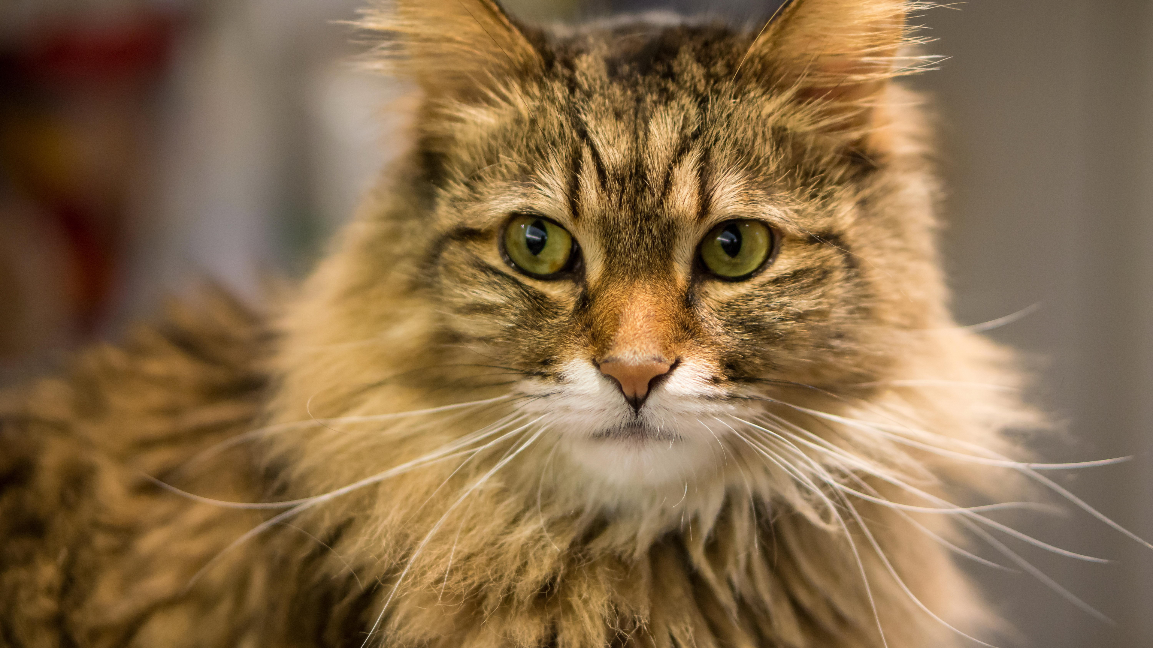 Обои 6000 х 4000, норвежский лесной кот, мейн кун, Дикая кошка, пес в разрешении 3840x2160