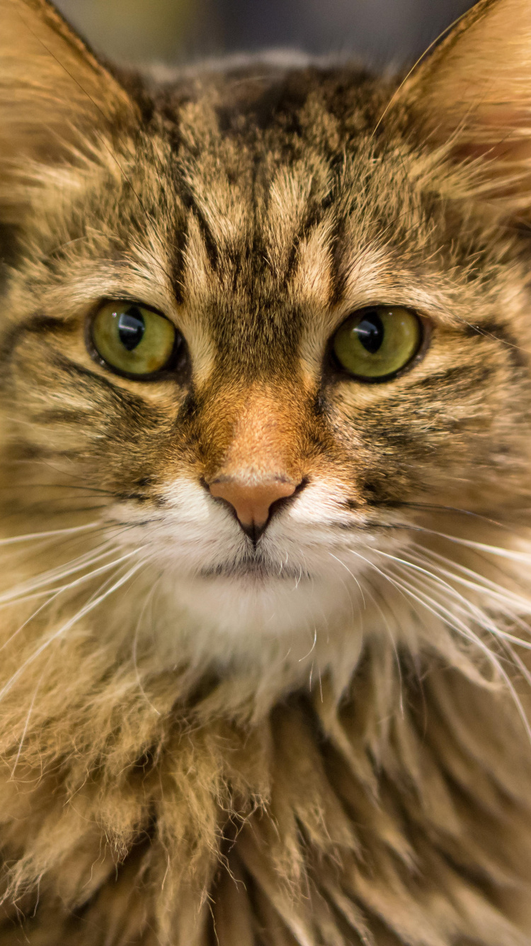 Обои 6000 х 4000, норвежский лесной кот, мейн кун, Дикая кошка, пес в разрешении 750x1334