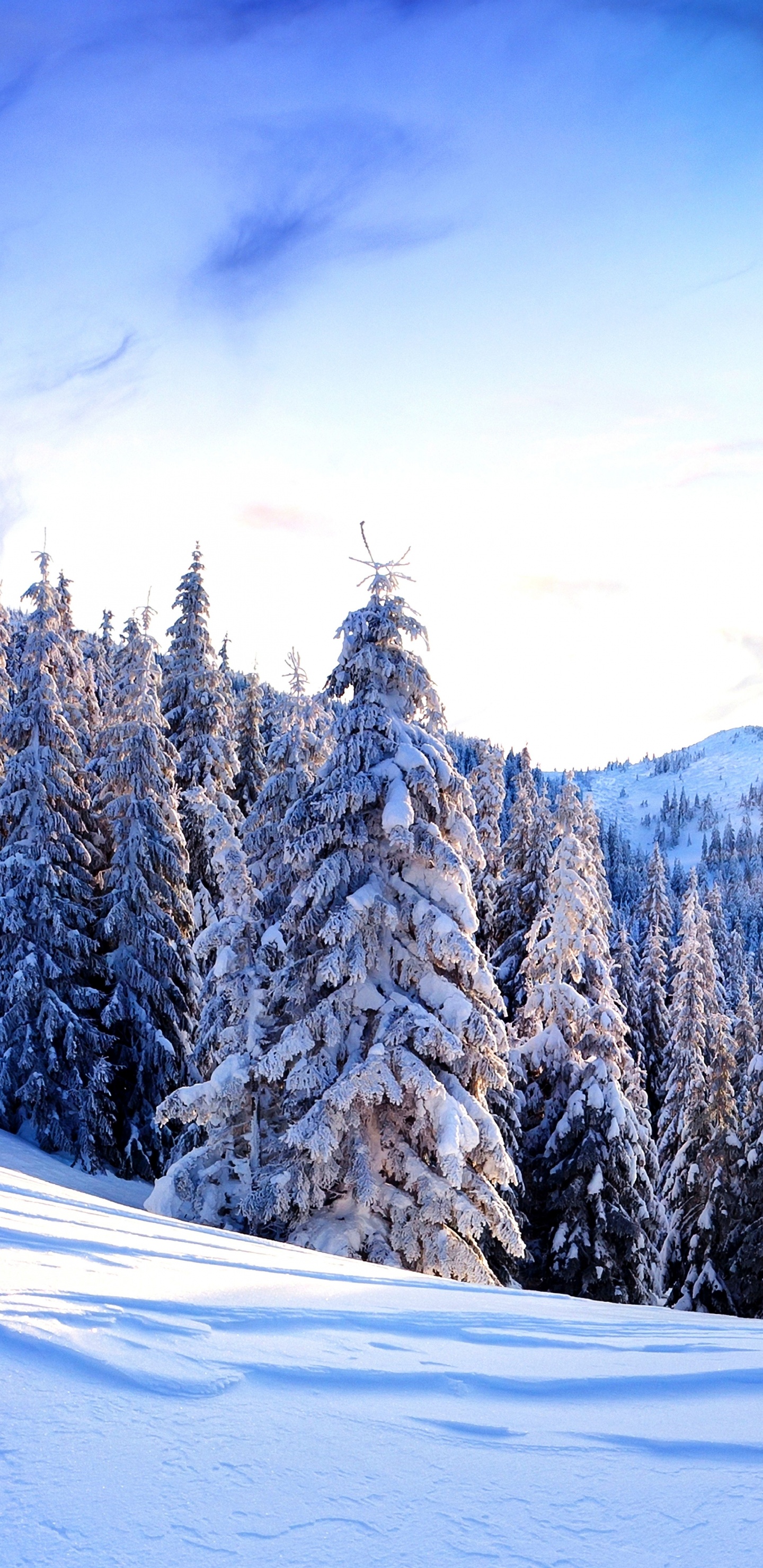Обои гора, снег, зима, природа, дерево в разрешении 1440x2960