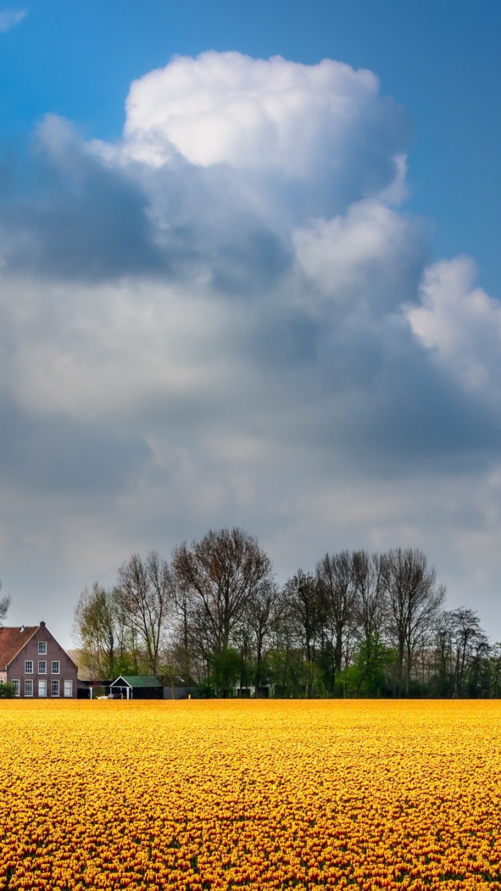 Обои поле, луг, расповое, облако, рапс в разрешении 720x1280