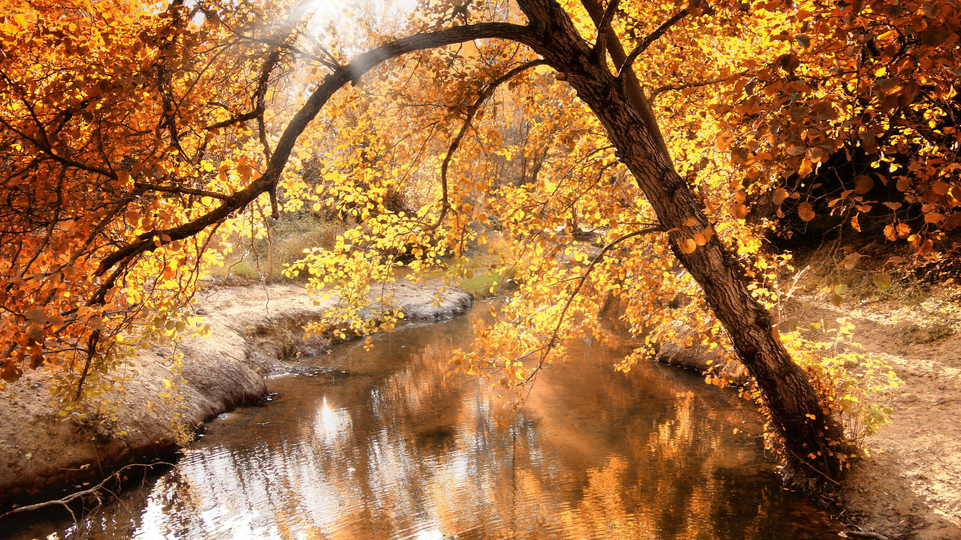 Обои природа, осень, дерево, лист, вода в разрешении 1920x1080