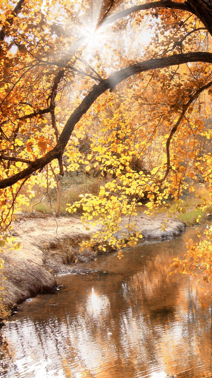 Обои природа, осень, дерево, лист, вода в разрешении 720x1280