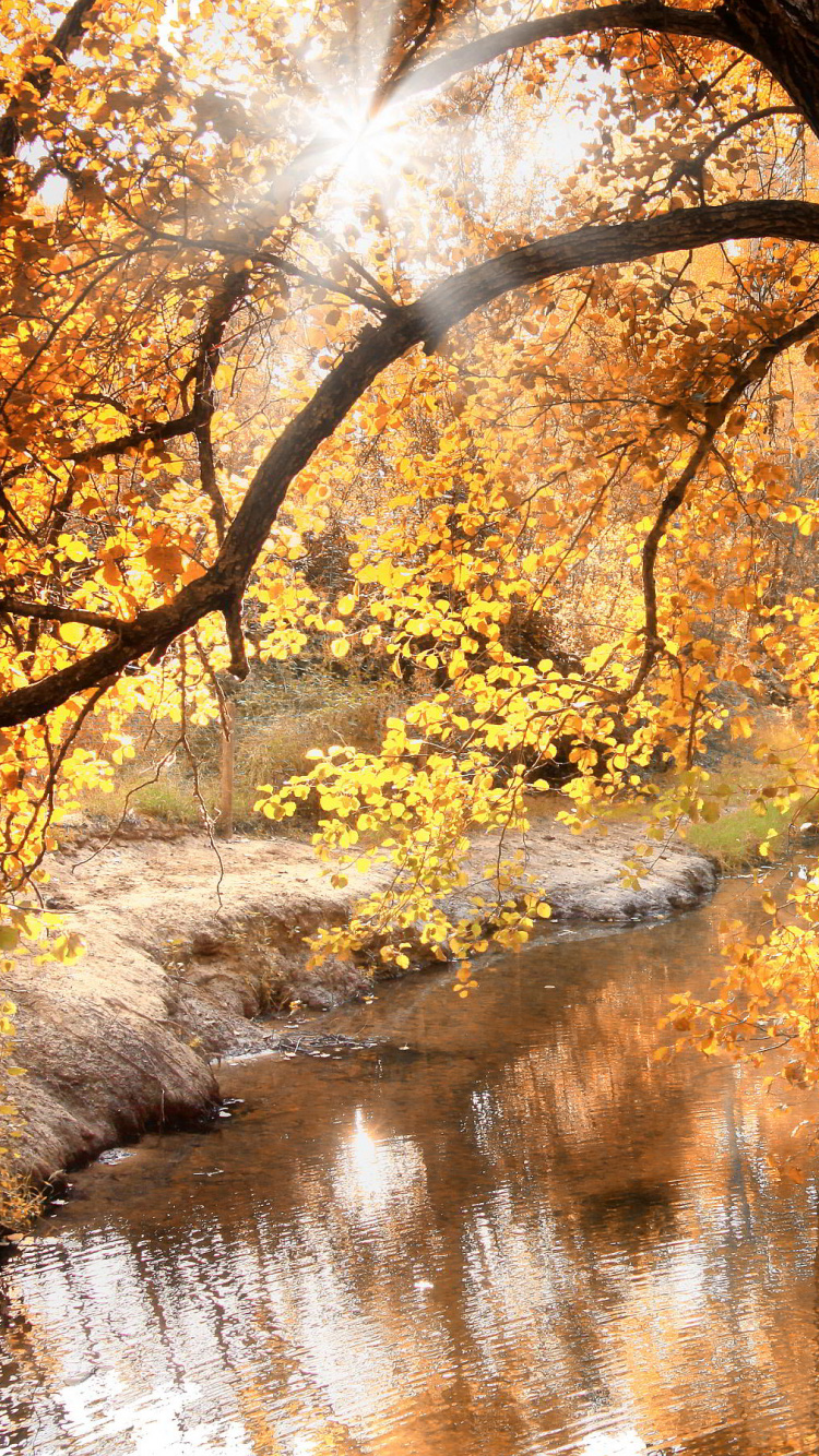 Обои природа, осень, дерево, лист, вода в разрешении 750x1334