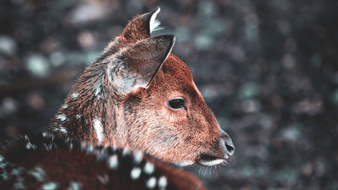 Обои олень, apple, живая природа, морда, Псовые в разрешении 1366x768