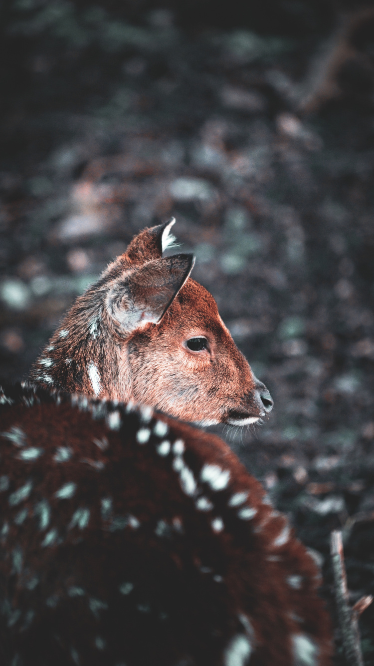 Обои олень, apple, живая природа, морда, Псовые в разрешении 750x1334