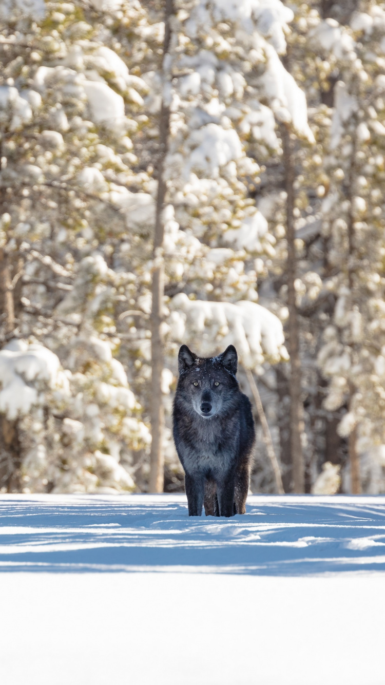 Обои Гардинер, национальный парк, снег, зима, дерево в разрешении 750x1334