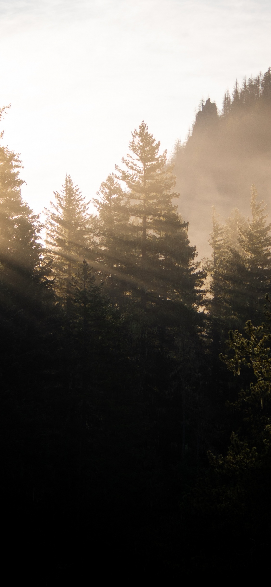 Обои солнечный свет, лиственница, пихта, окружающая среда, утро в разрешении 1125x2436