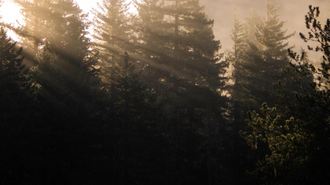 Обои солнечный свет, лиственница, пихта, окружающая среда, утро в разрешении 1366x768