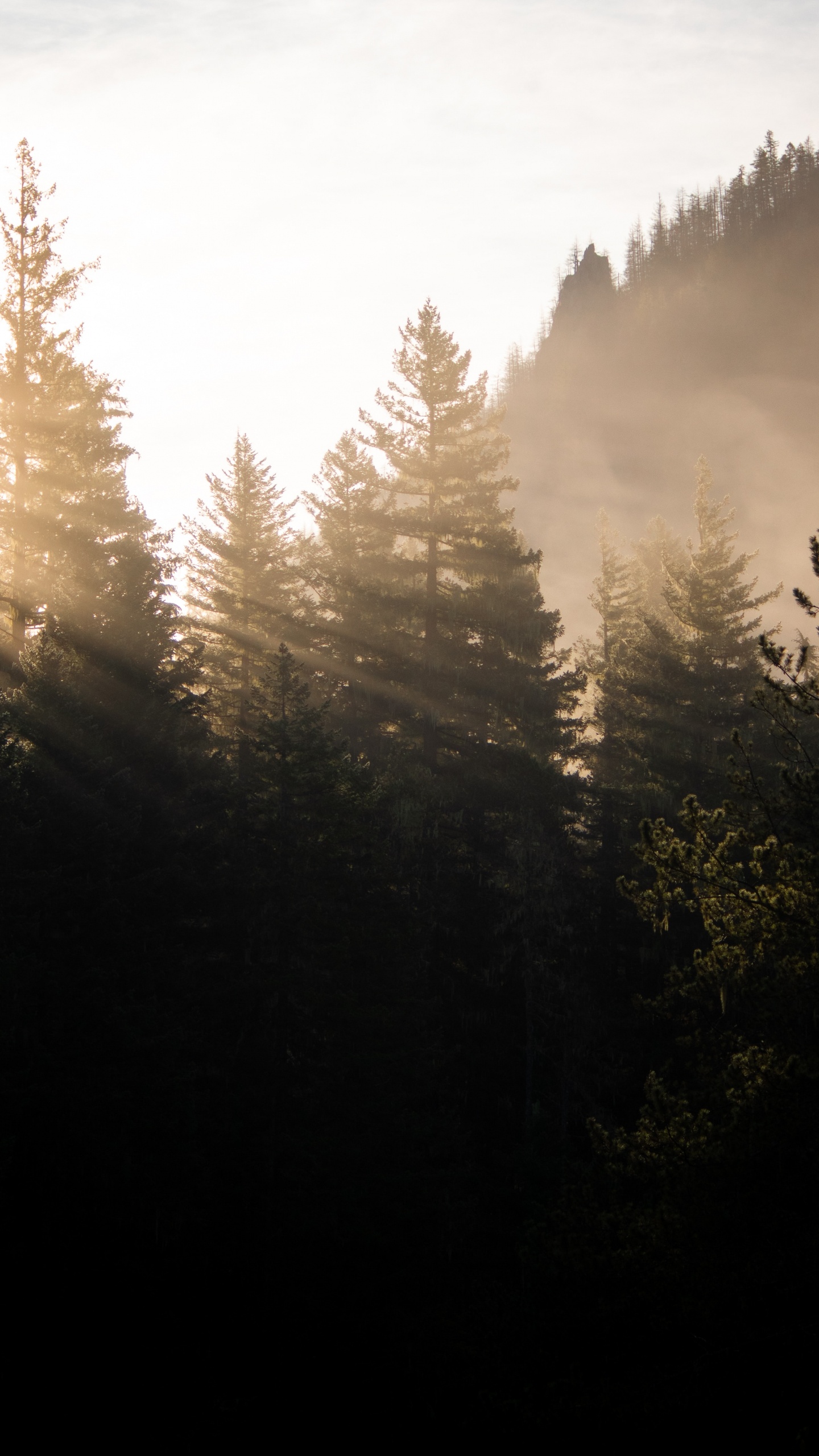 Обои солнечный свет, лиственница, пихта, окружающая среда, утро в разрешении 1440x2560