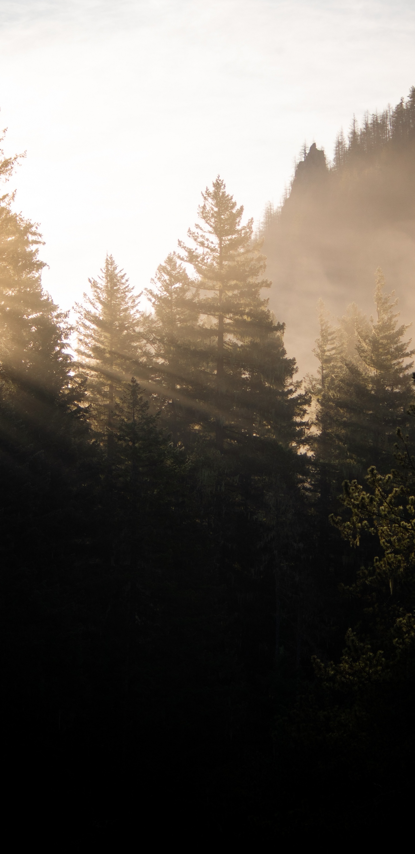 Обои солнечный свет, лиственница, пихта, окружающая среда, утро в разрешении 1440x2960