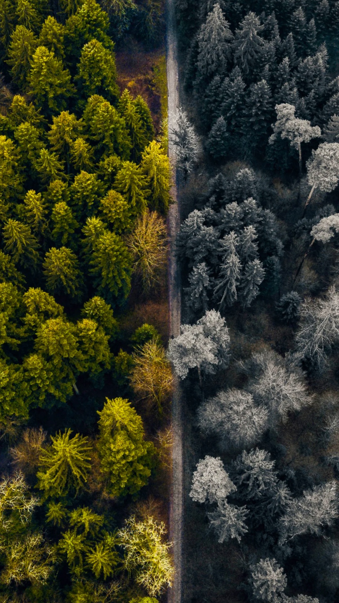 Обои природа, растительное сообщество, природный ландшафт, наземное растение, древесные растения в разрешении 1080x1920