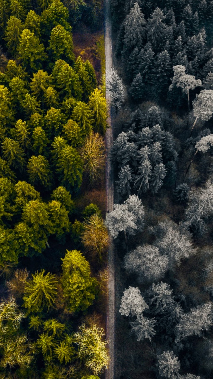 Обои природа, растительное сообщество, природный ландшафт, наземное растение, древесные растения в разрешении 720x1280