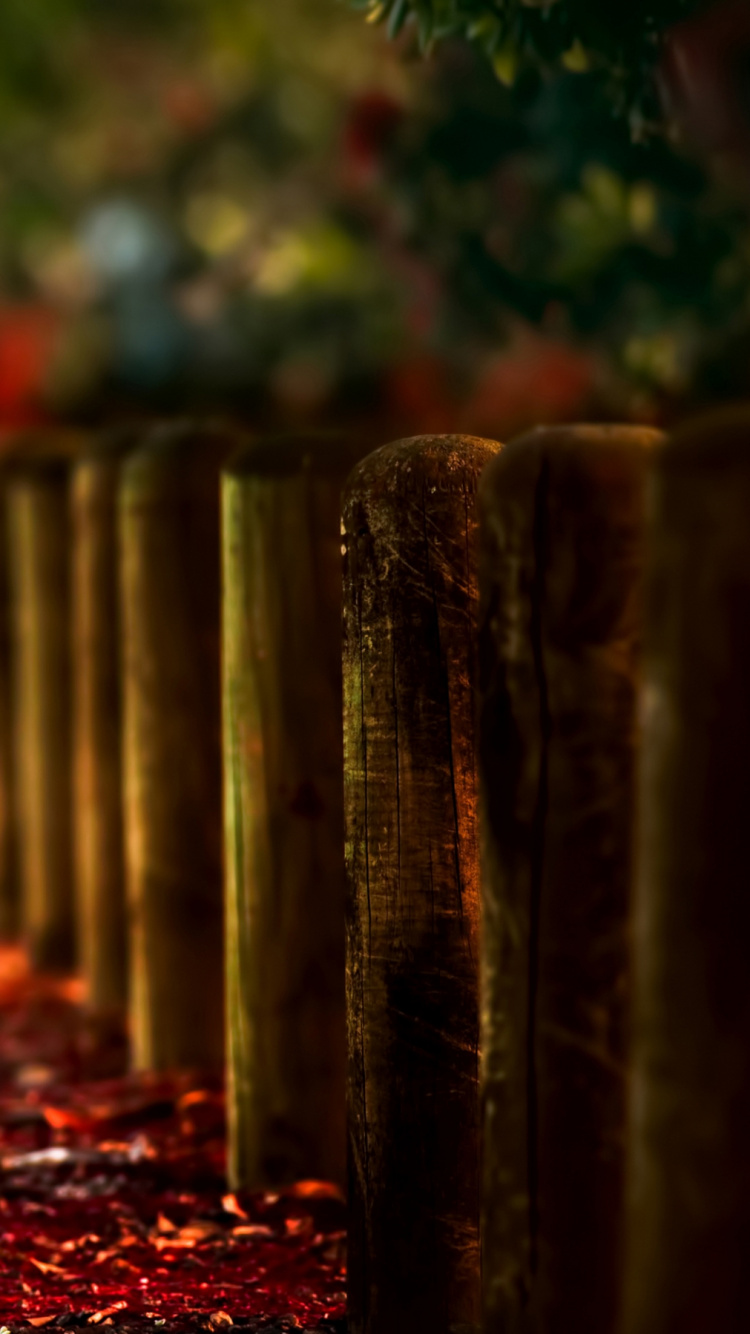 Обои красный цвет, природа, свет, дерево, осень в разрешении 750x1334