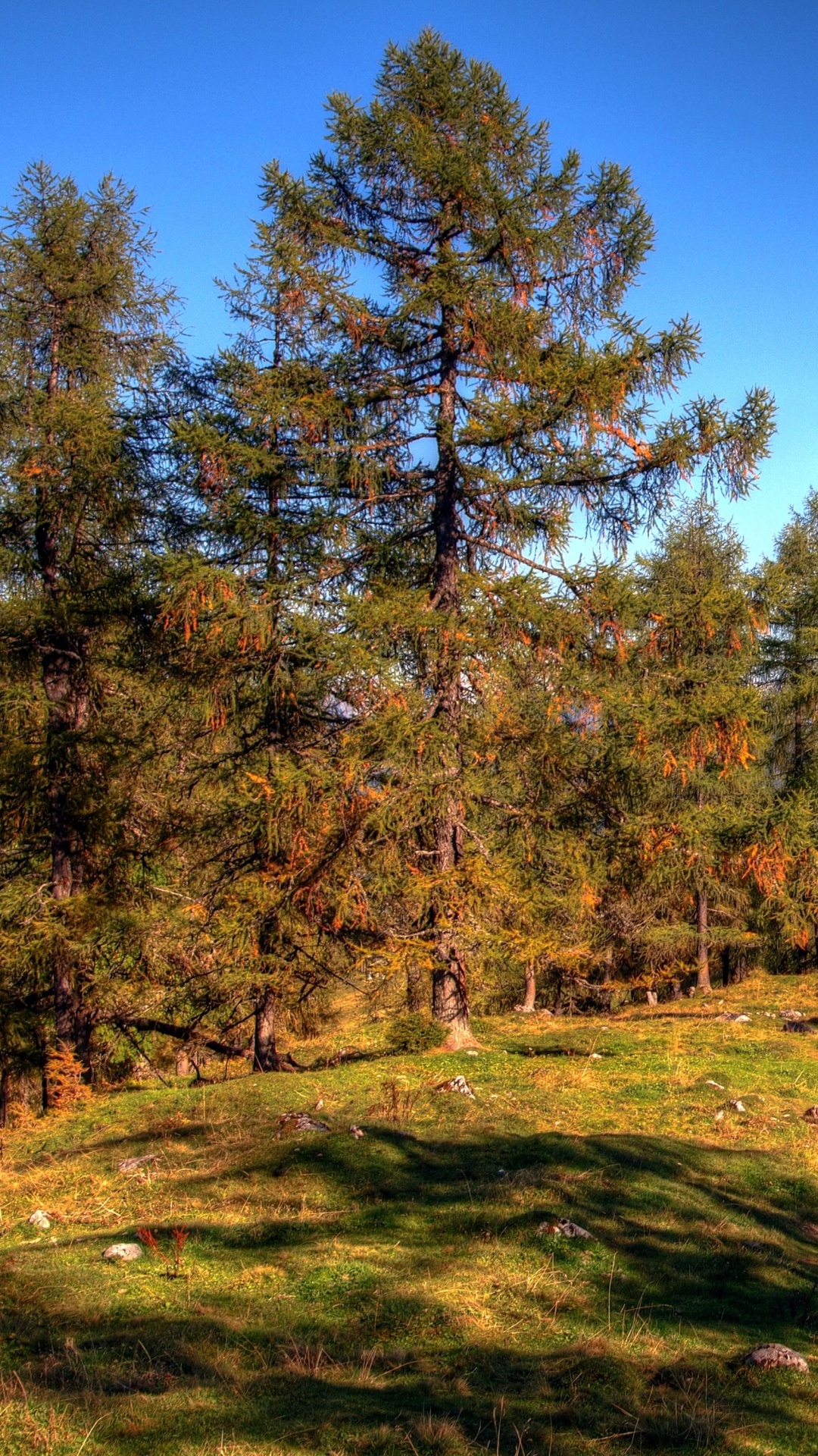 Обои дерево, природа, дикая местность, ель еловый лес, хвойными лесами в разрешении 1080x1920