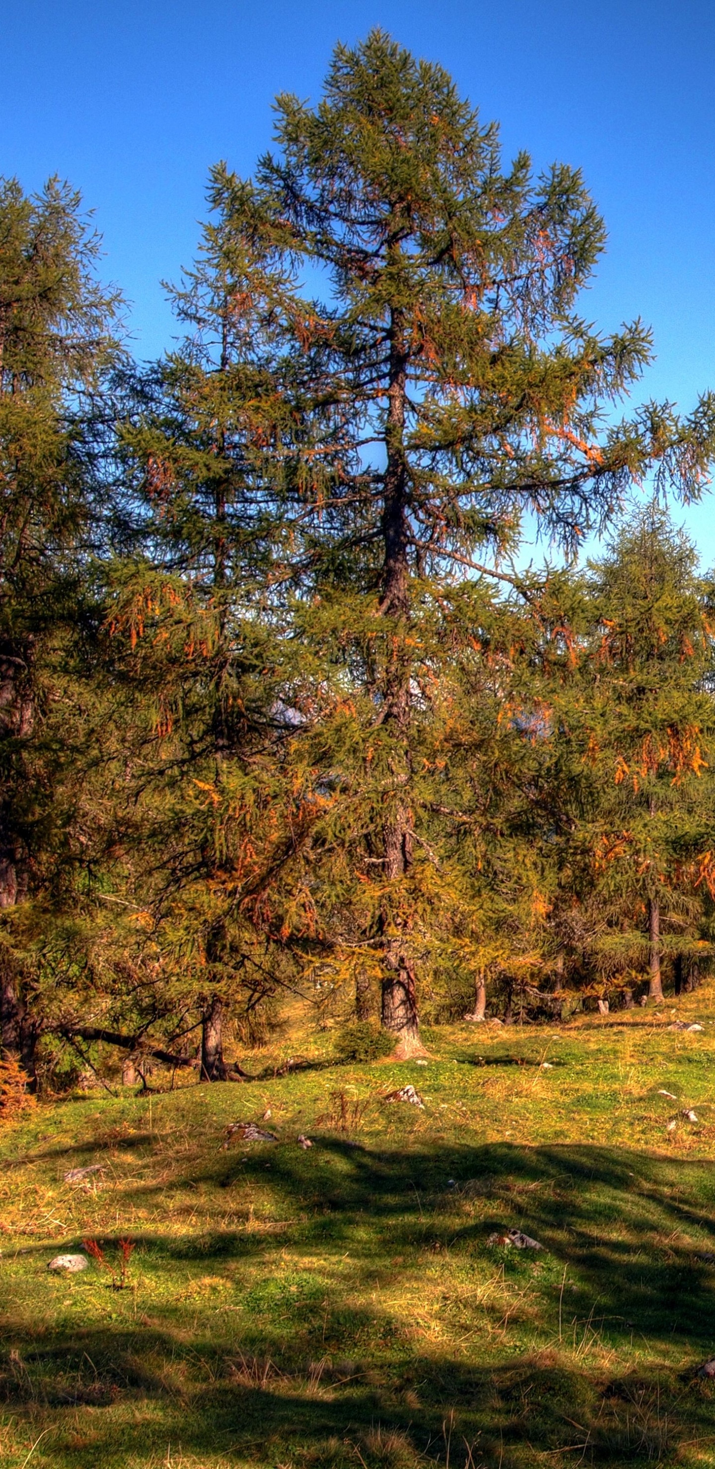 Обои дерево, природа, дикая местность, ель еловый лес, хвойными лесами в разрешении 1440x2960