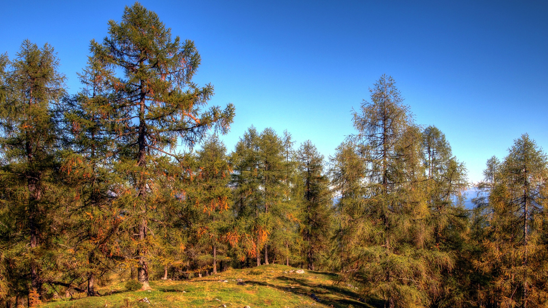 Обои дерево, природа, дикая местность, ель еловый лес, хвойными лесами в разрешении 1920x1080