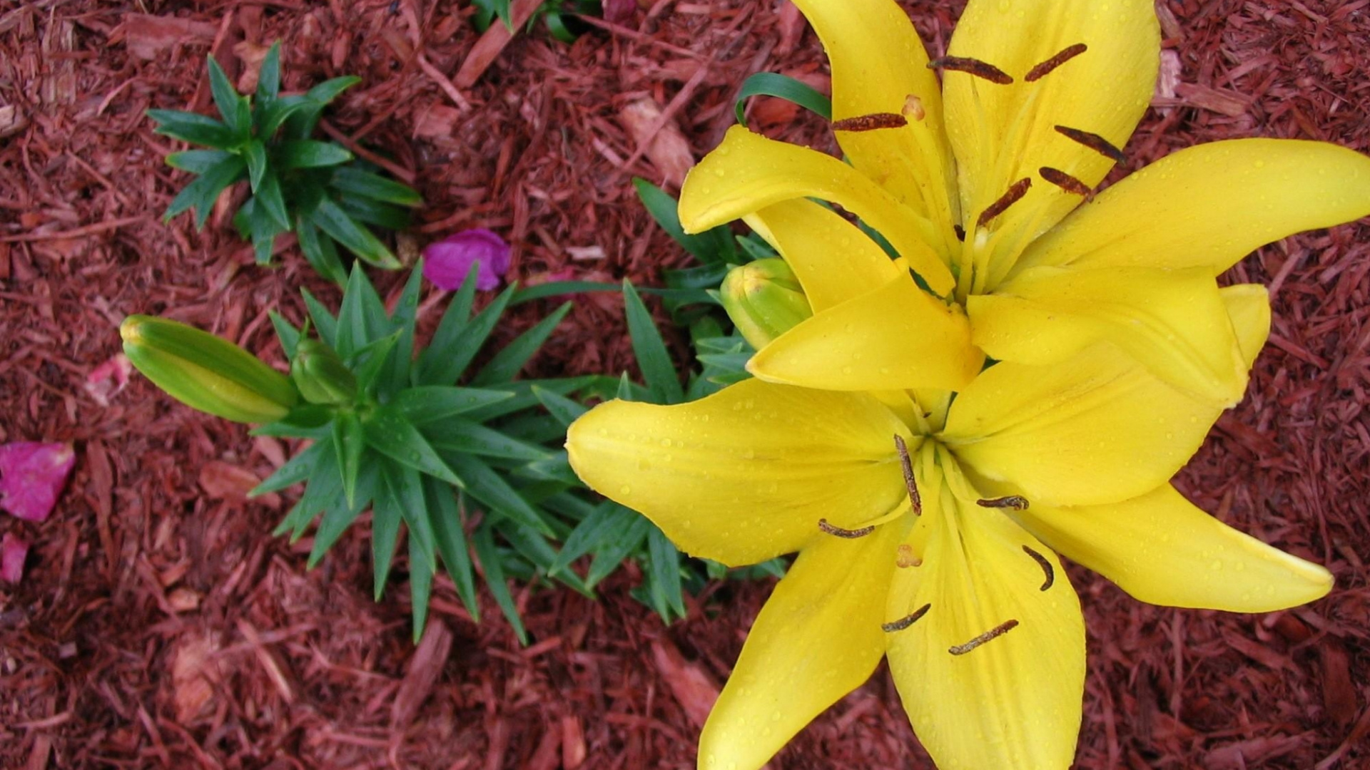 Обои Лилия, цветковое растение, желтый, растение, лепесток в разрешении 1920x1080