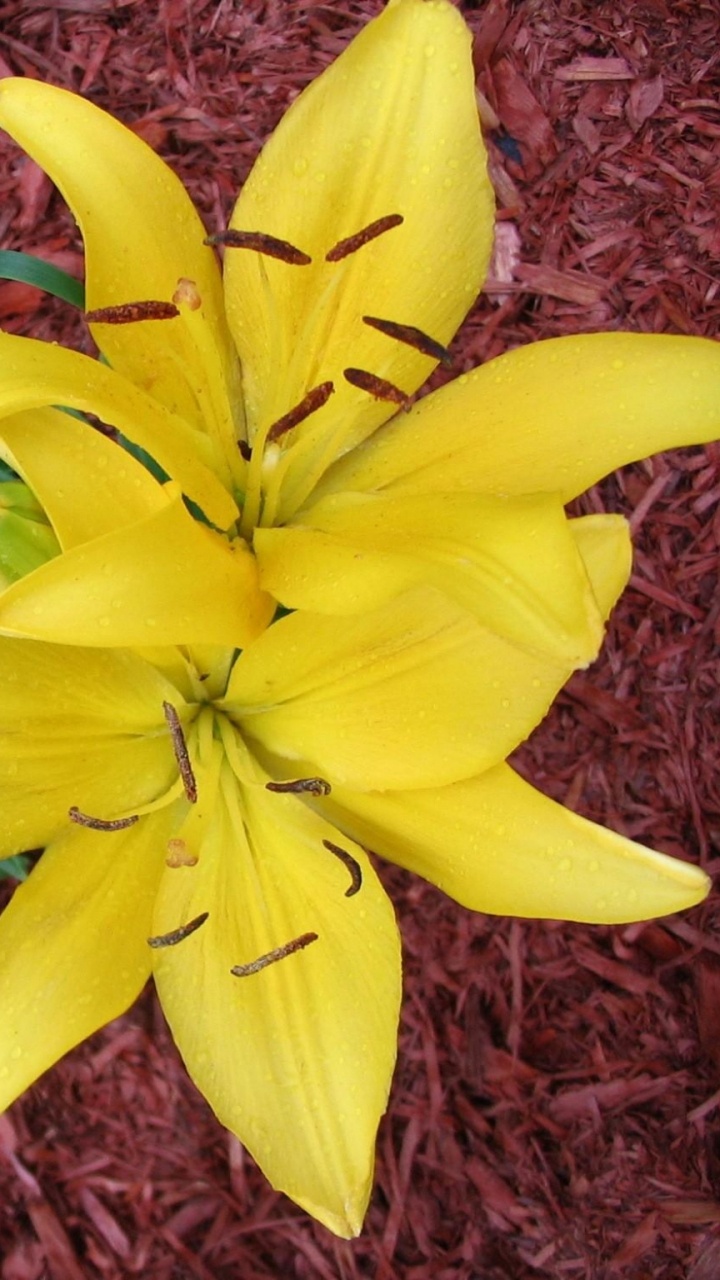 Обои Лилия, цветковое растение, желтый, растение, лепесток в разрешении 720x1280