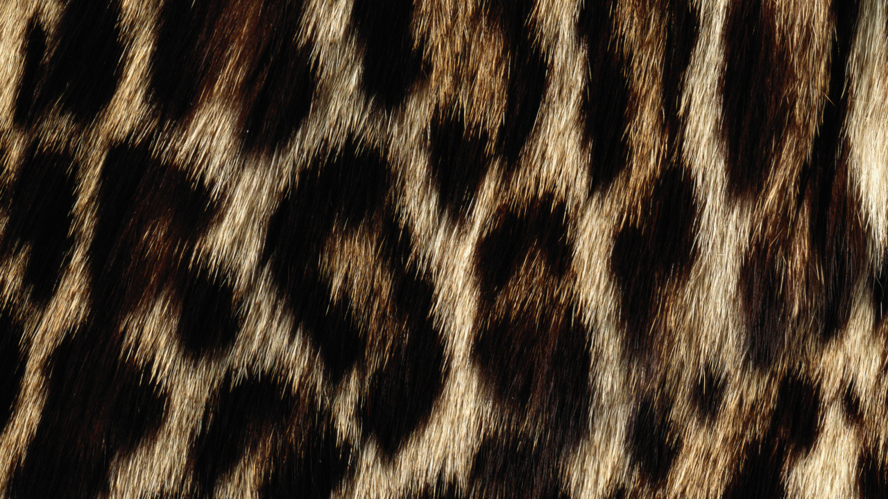 Обои Леопард, животных печати, мех, снежный Барс, тигр в разрешении 1280x720