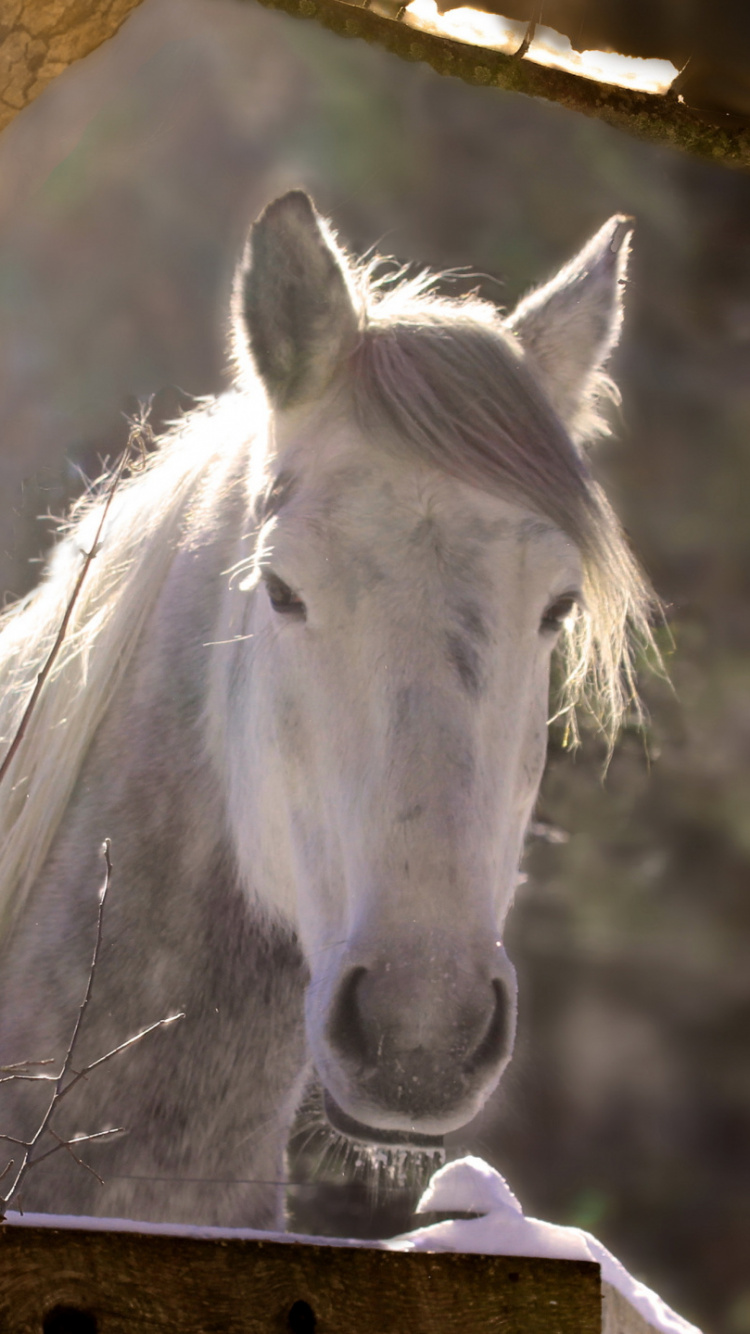 Обои дерево, жеребец, грива, конь, Мустанг лошадь в разрешении 750x1334