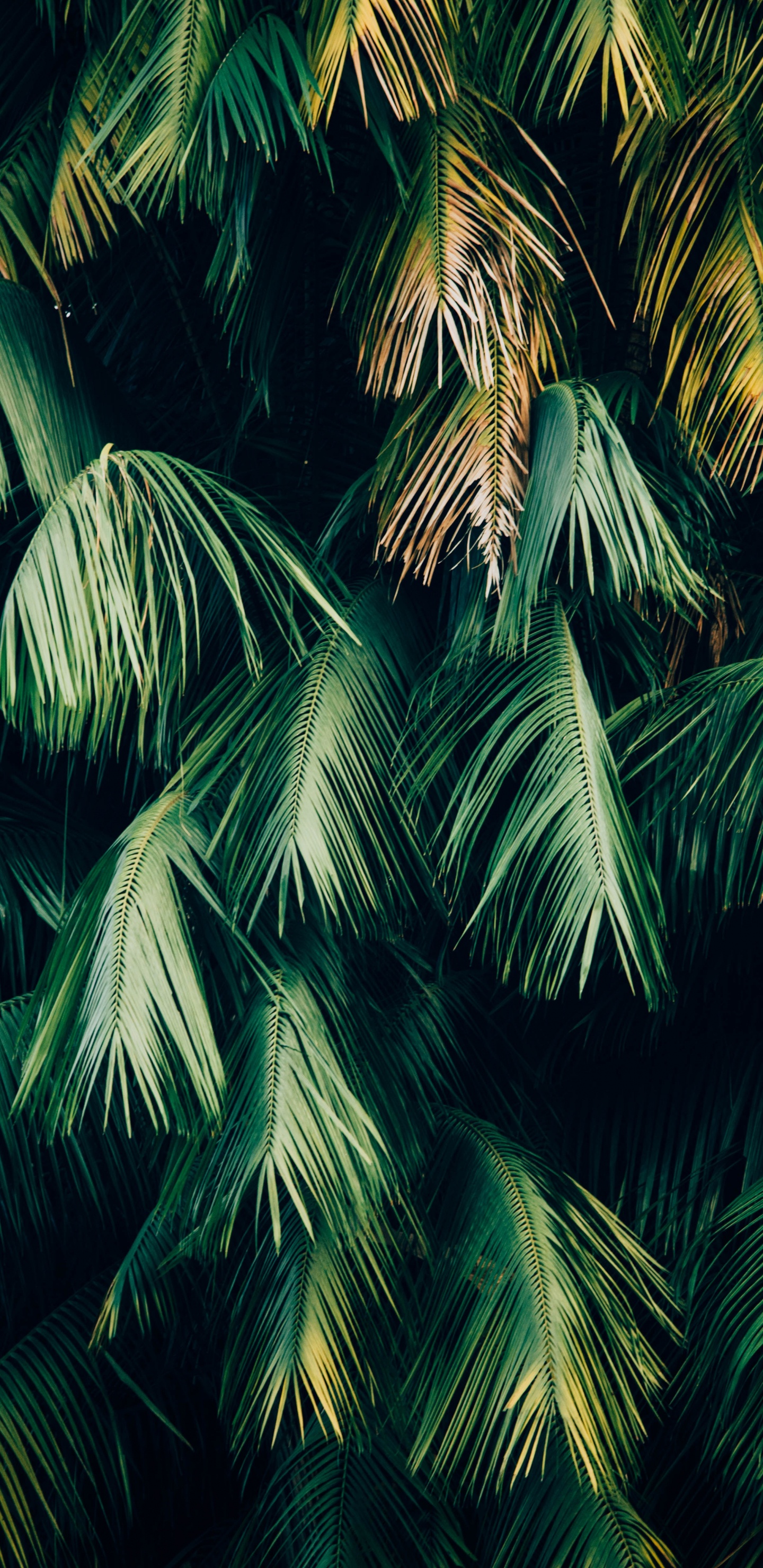 Обои дерево, растительность, Пальма, зеленый, растение в разрешении 1440x2960