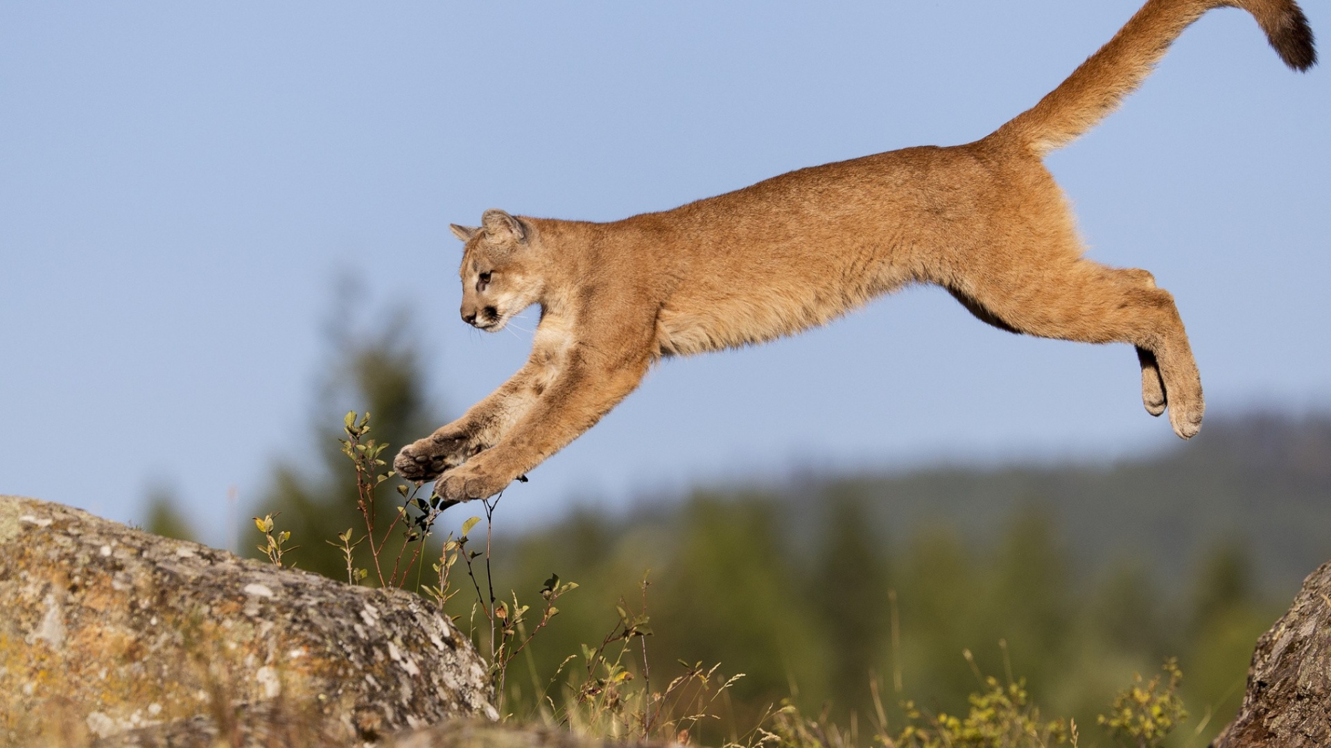 Обои кошачьих, большая кошка, живая природа, наземные животные, Пума в разрешении 1920x1080