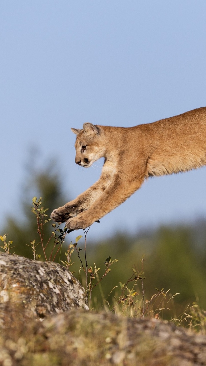 Обои кошачьих, большая кошка, живая природа, наземные животные, Пума в разрешении 720x1280