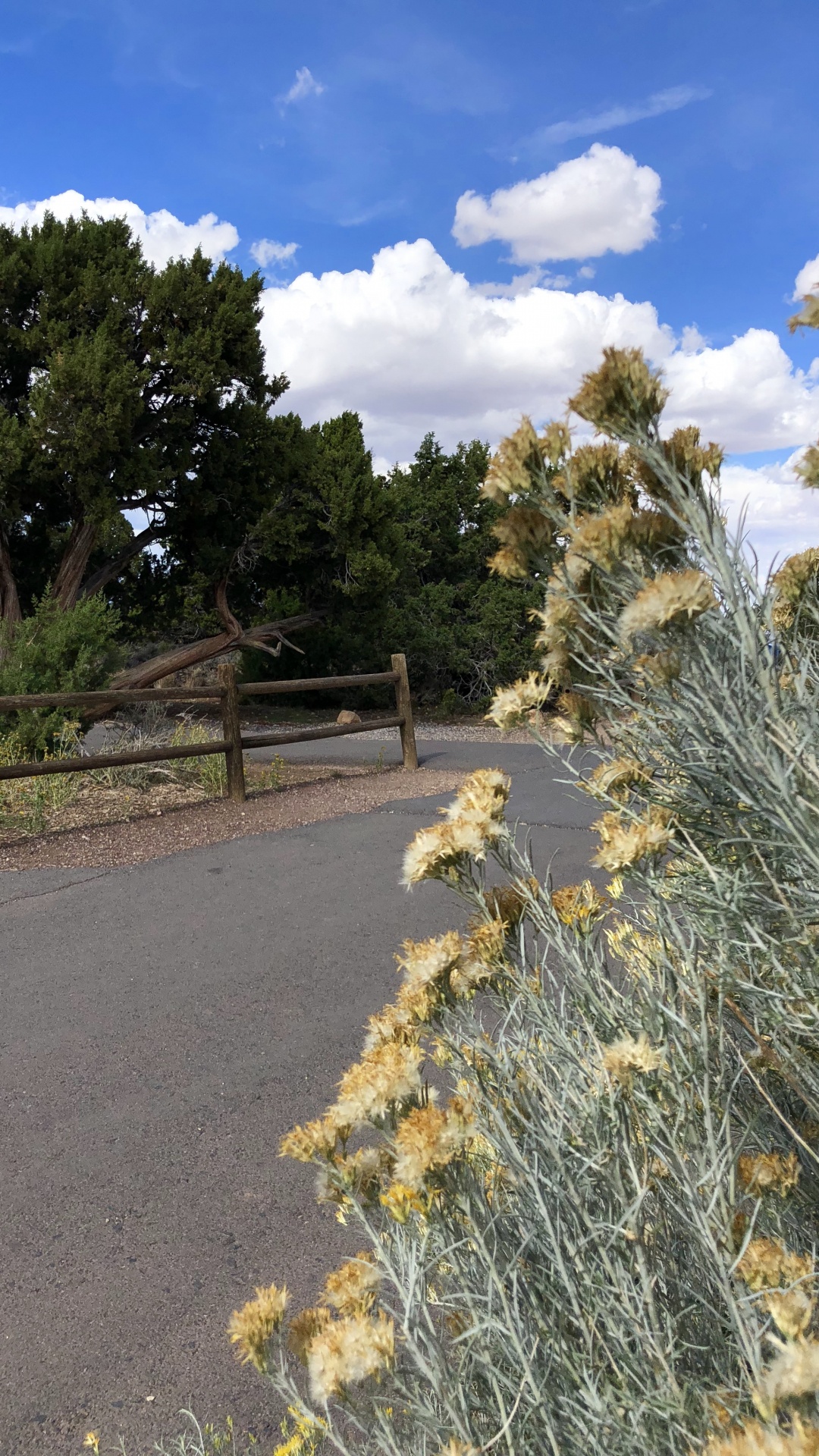 Обои растительность, кустарник, трава, ветвь, растительное сообщество в разрешении 1080x1920