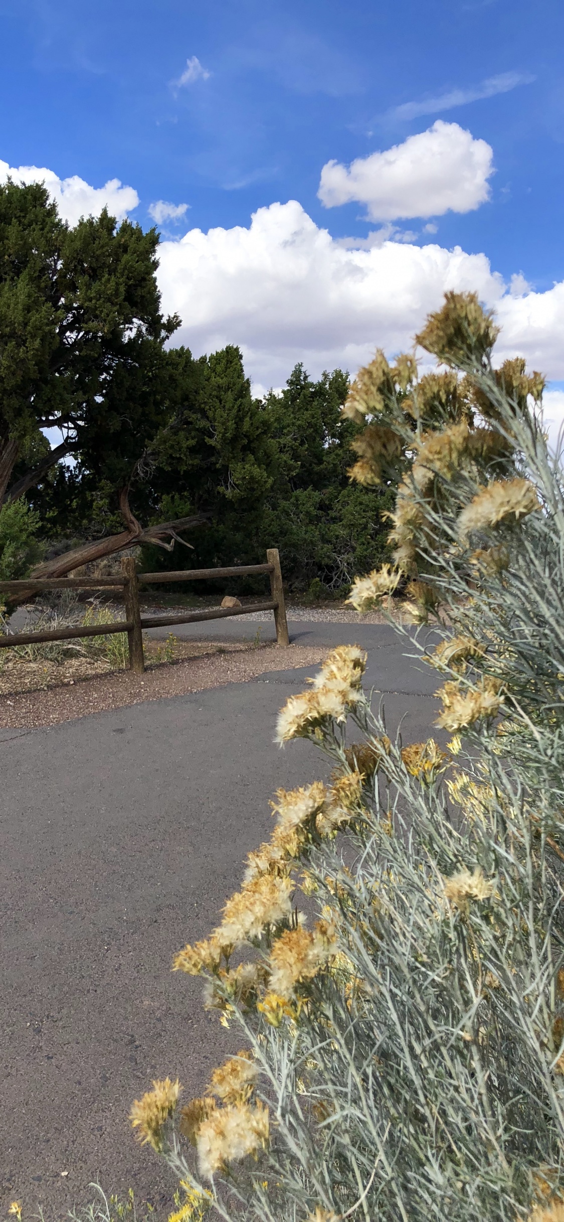 Обои растительность, кустарник, трава, ветвь, растительное сообщество в разрешении 1125x2436