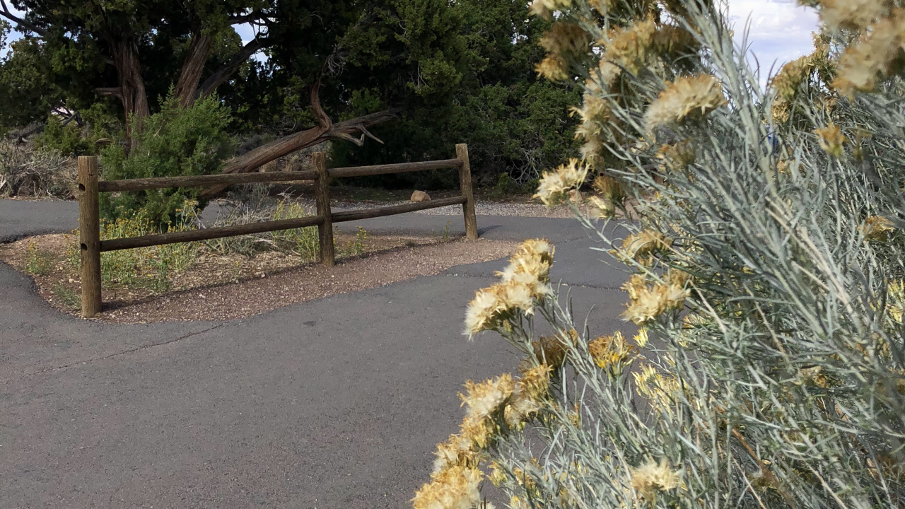 Обои растительность, кустарник, трава, ветвь, растительное сообщество в разрешении 1280x720