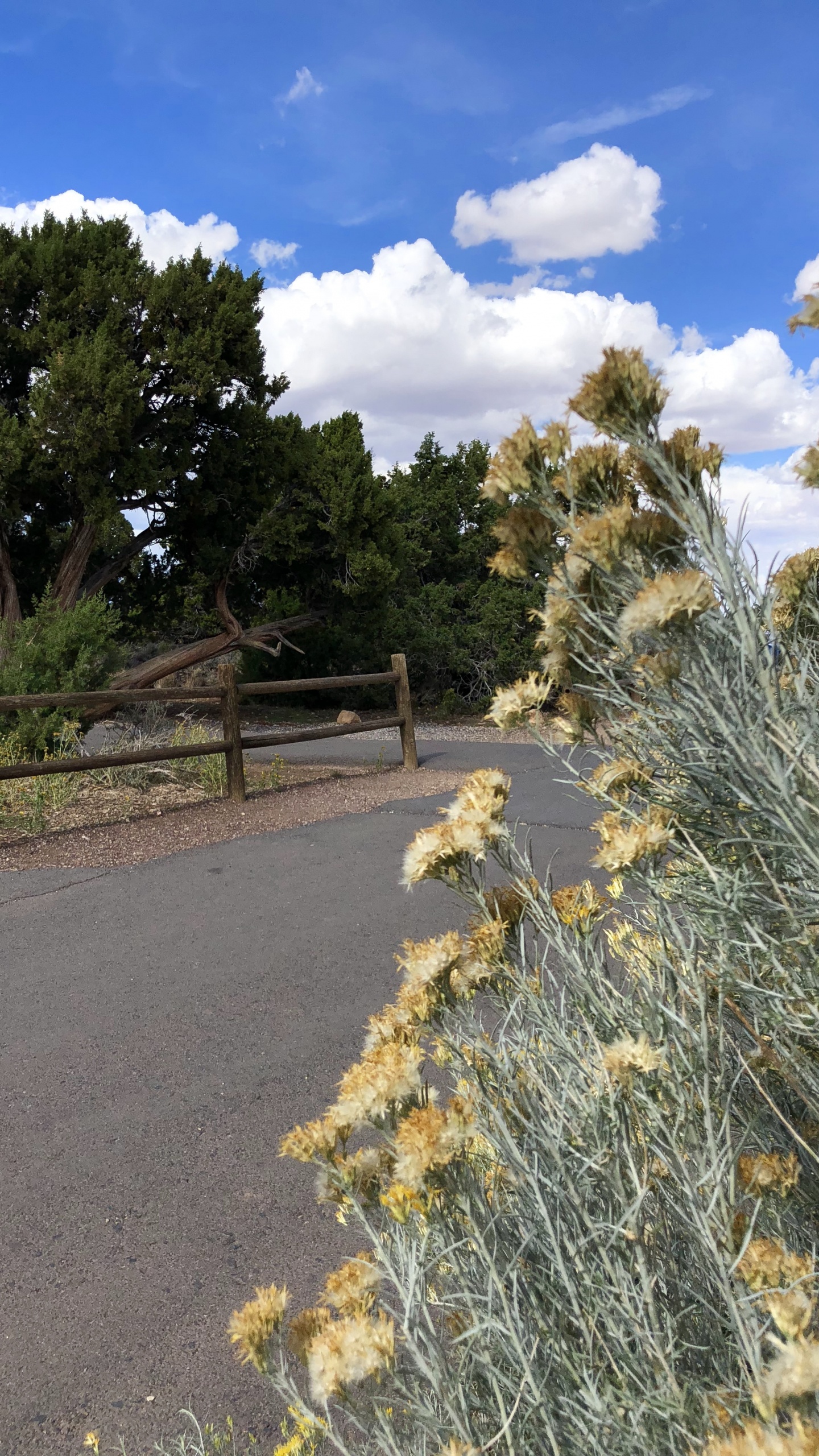 Обои растительность, кустарник, трава, ветвь, растительное сообщество в разрешении 1440x2560