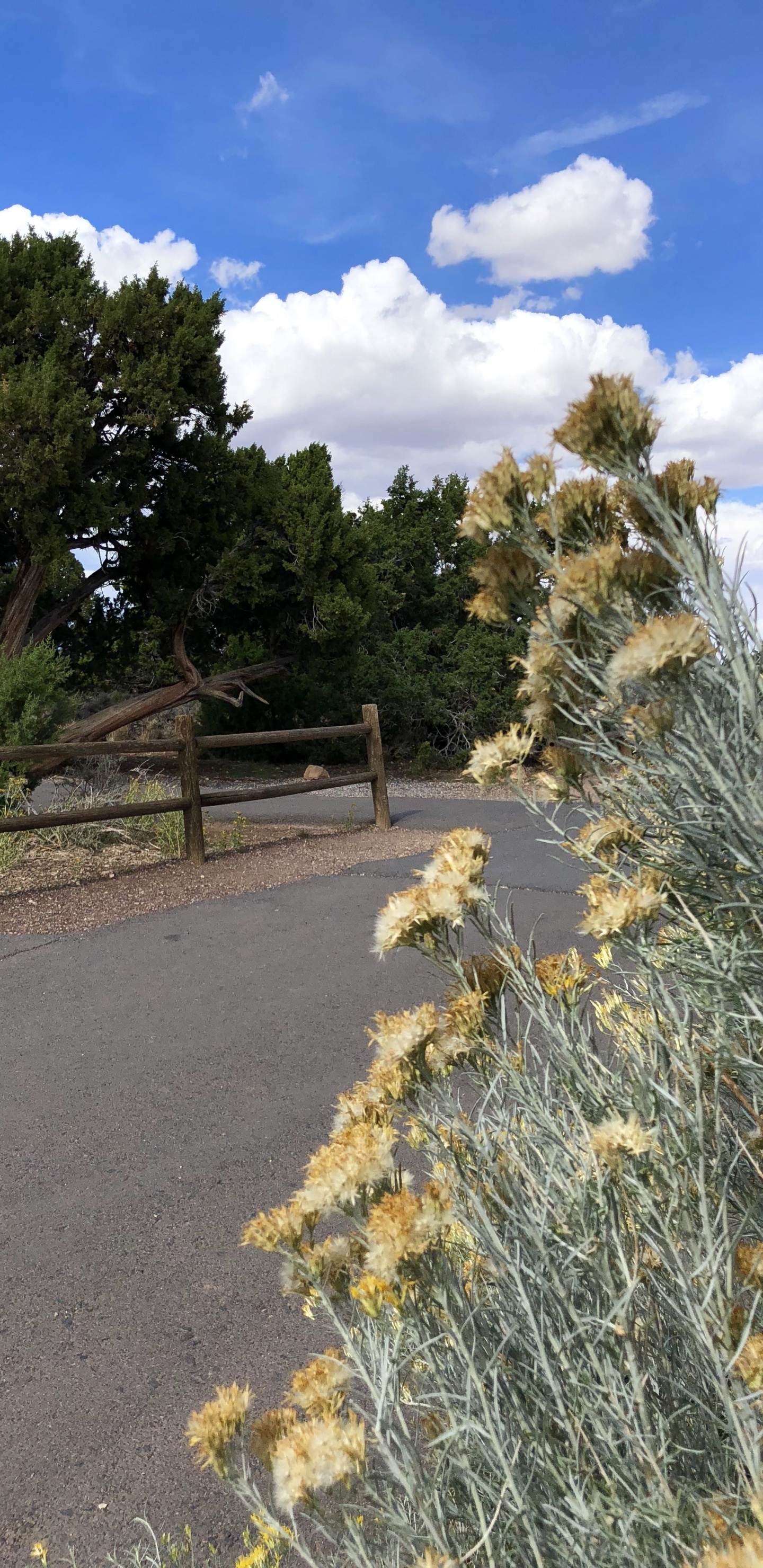 Обои растительность, кустарник, трава, ветвь, растительное сообщество в разрешении 1440x2960