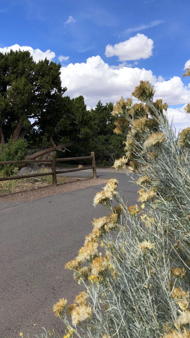 Обои растительность, кустарник, трава, ветвь, растительное сообщество в разрешении 720x1280