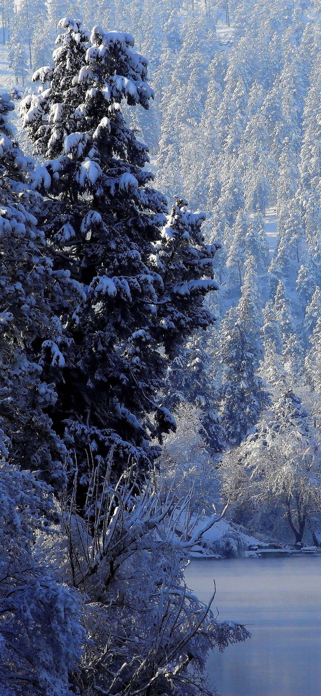 Обои музыка, Пейзаж со снегом, зима, снег, дерево в разрешении 1125x2436