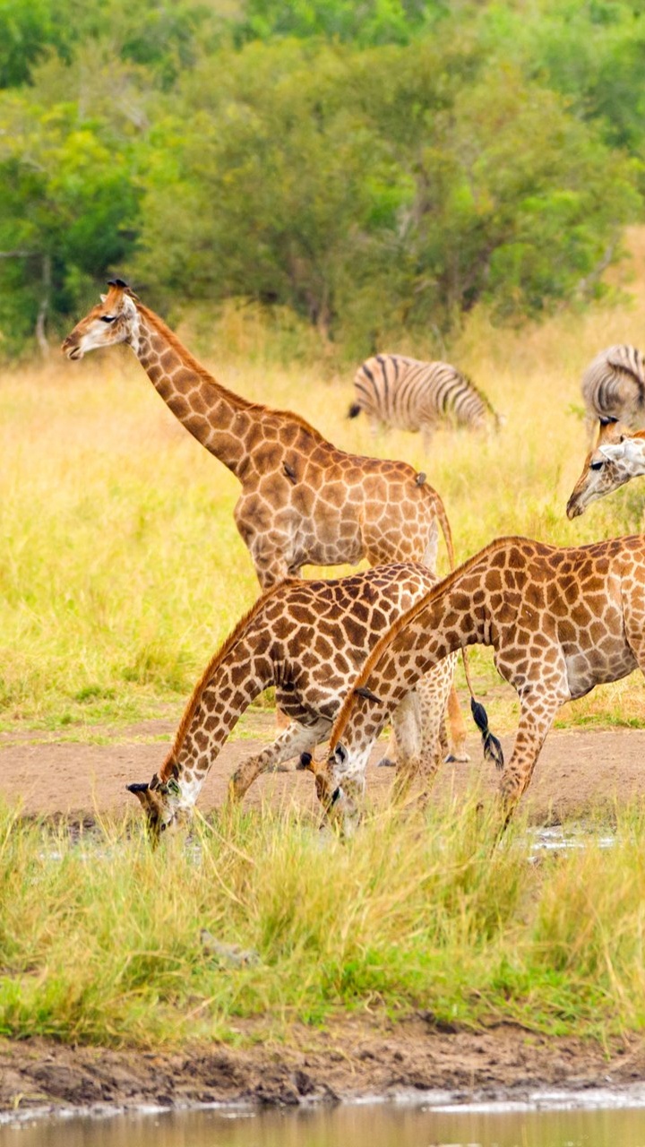 Обои национальный парк Крюгера, сафари, национальный парк, национальный парк серенгети, парк в разрешении 720x1280