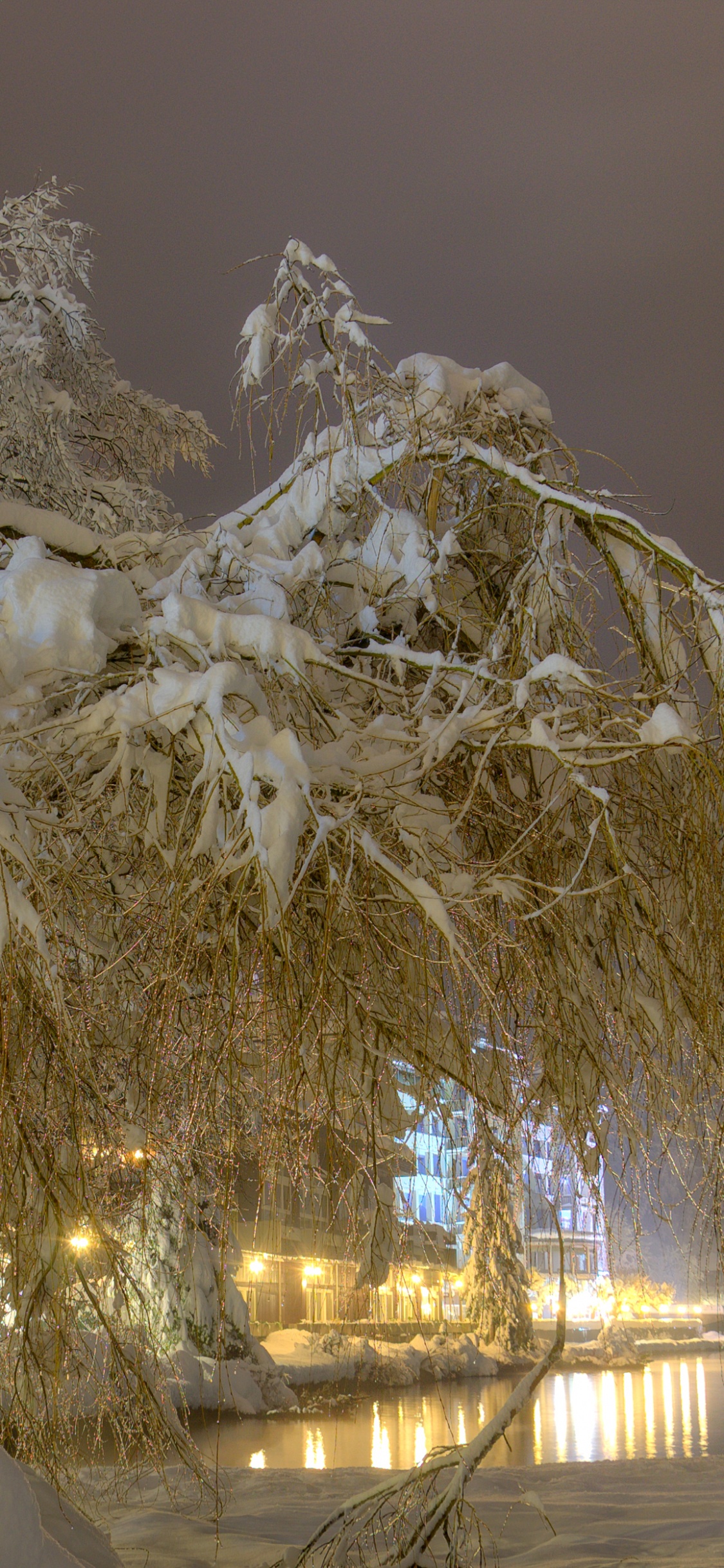 Обои снег, ночь, зима, замораживание, дерево в разрешении 1125x2436