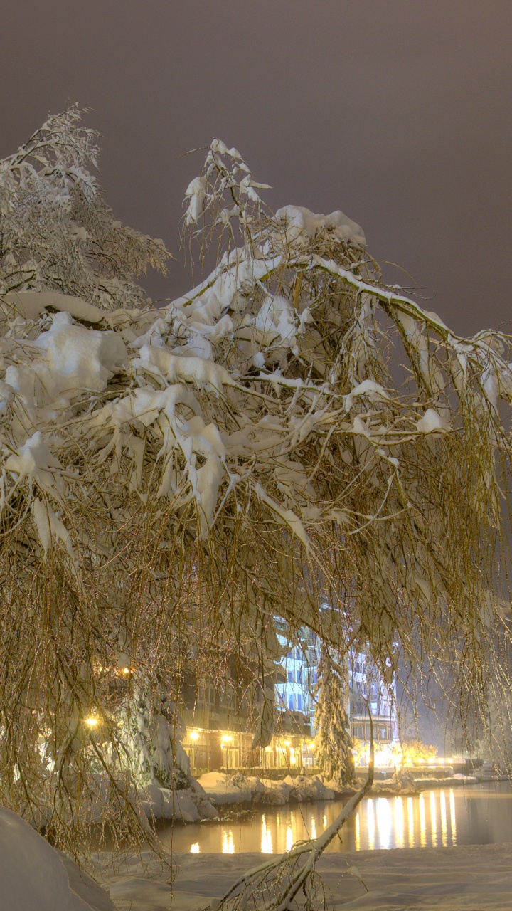 Обои снег, ночь, зима, замораживание, дерево в разрешении 720x1280
