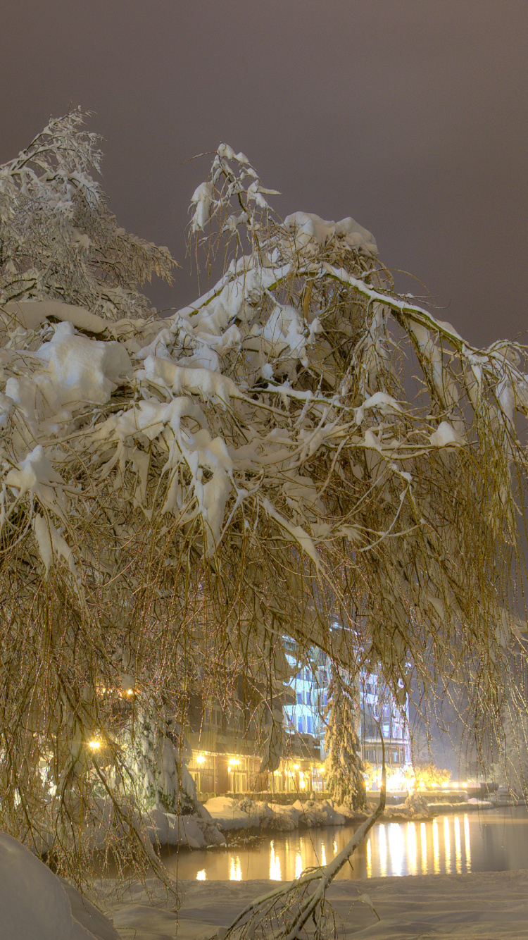 Обои снег, ночь, зима, замораживание, дерево в разрешении 750x1334